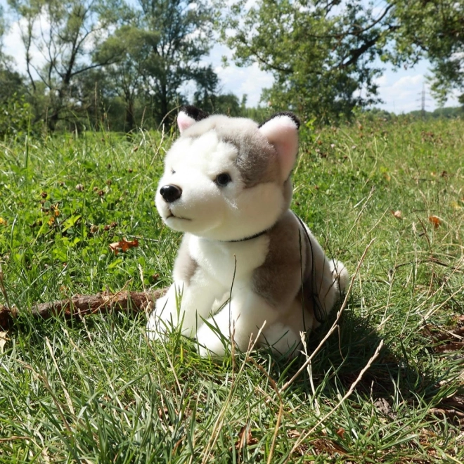 Plišasti pes Husky z vrvico 28 cm od Rappa