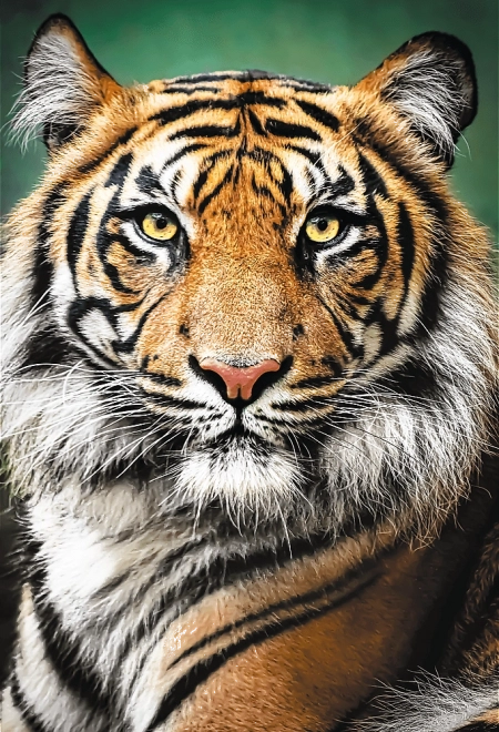 Sestavljanka 1500 koščkov – portret tigra Trefl