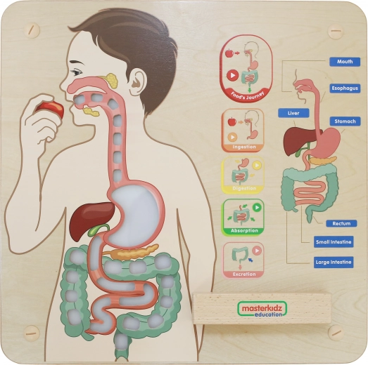 Interaktivni prikaz prebavnega sistema