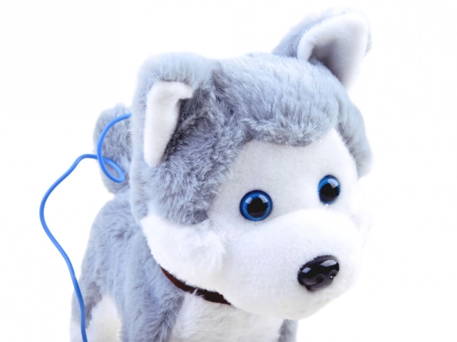 Interaktivni Husky pes na povodcu