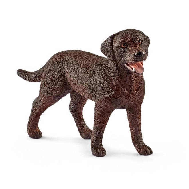Labradorec Retriver samica