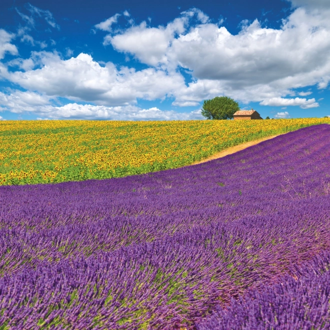 Koledar za beležke Provence 2026