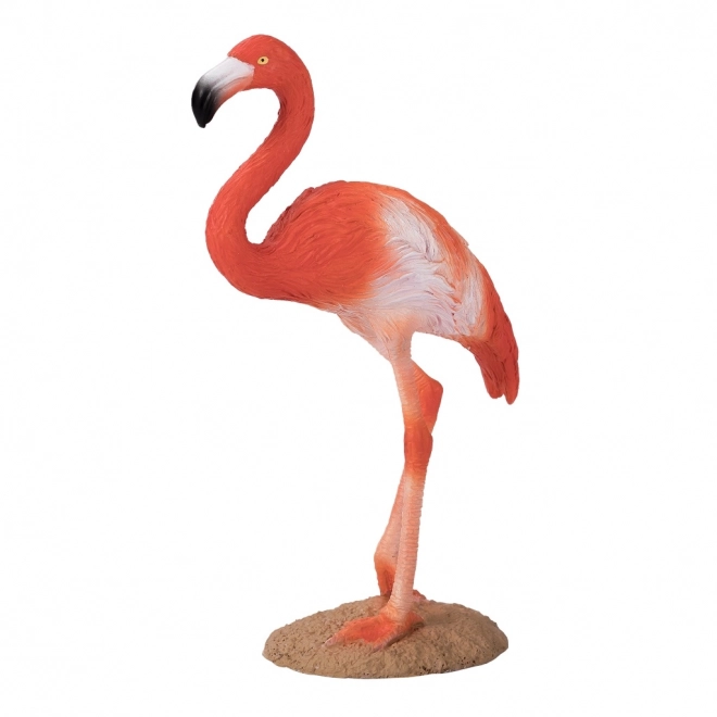 Ameriški flamingo Mojo