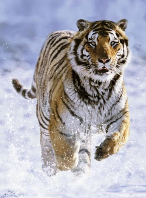 Ravensburger puzzle Tiger pozimi 500 kosov