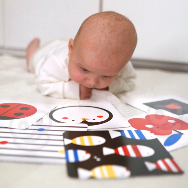 Montessori XXL izobraževalna škatla 7v1 TOOKY TOY