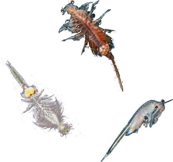 Idealno za otroke 8–12 let