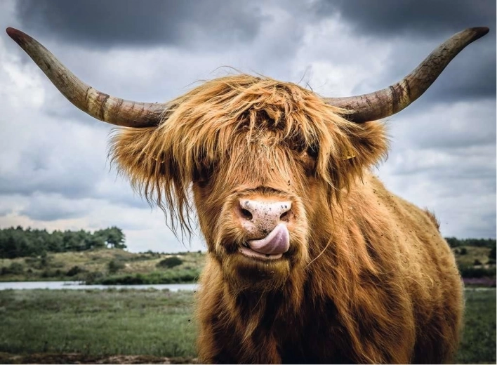 Ravensburger Puzzle Moments Highland Cattle 300 kosov