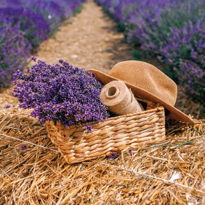Koledar za beležke Provence 2026