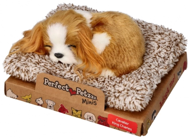 Speče mladiček Cavalier King Charles Perfect Petzzz