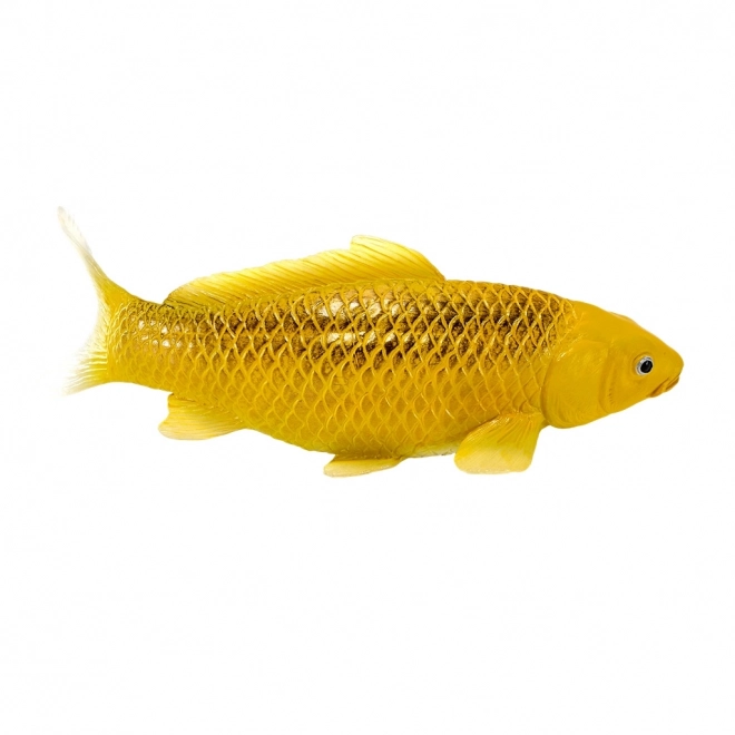 Mojo krap koi Matsuba