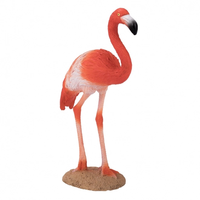 Ameriški flamingo Mojo