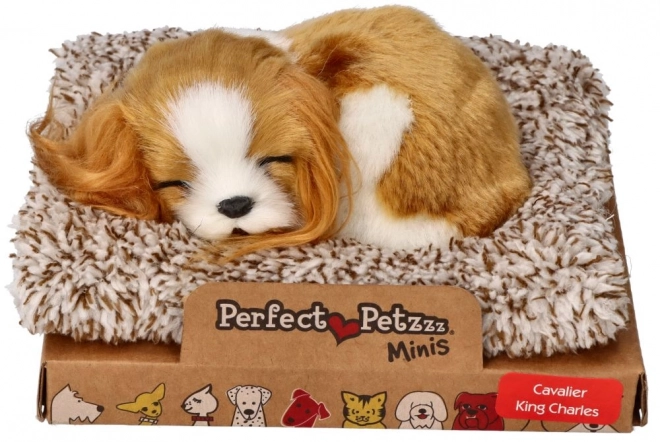 Speče mladiček Cavalier King Charles Perfect Petzzz