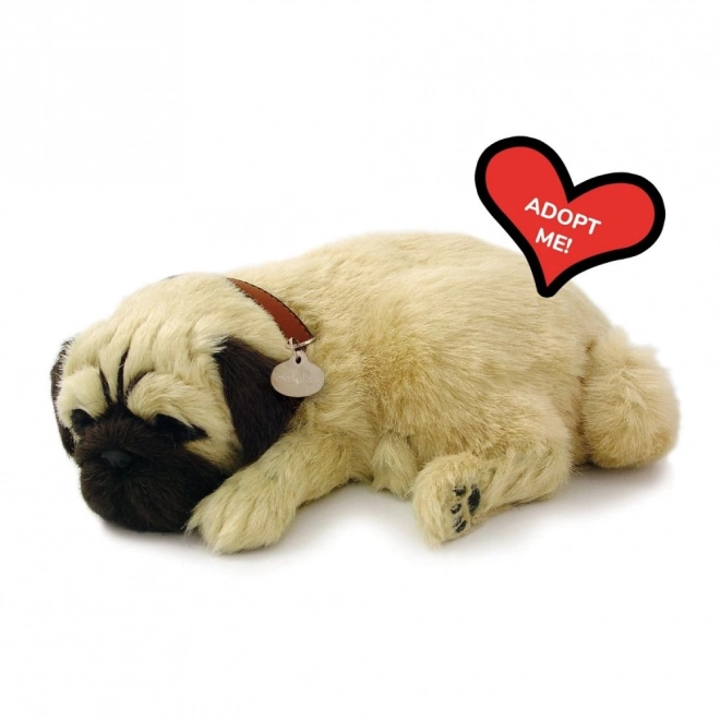 Dihajoči mladiček mops Perfect Petzzz