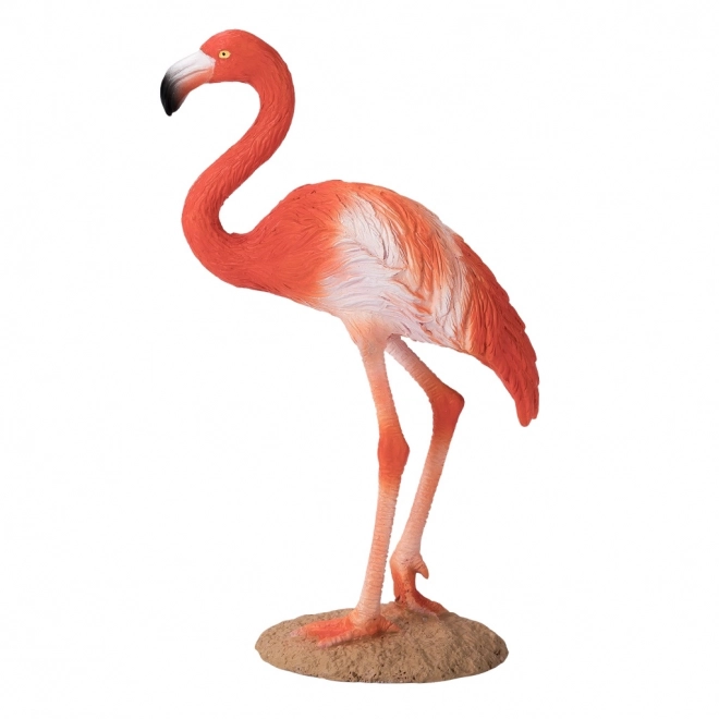 Ameriški flamingo Mojo