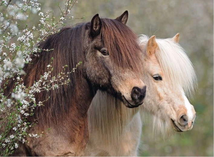 Ravensburger sestavljanka Perfect Ponies 150 kosov