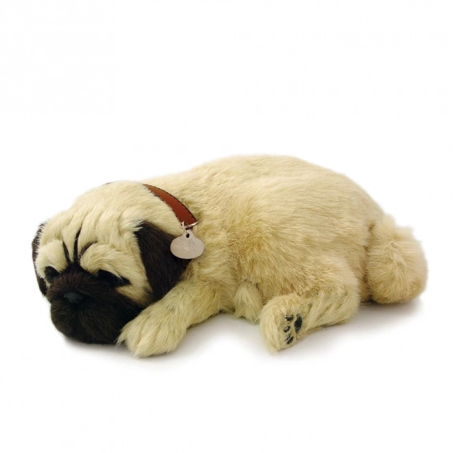 Dihajoči mladiček mops Perfect Petzzz