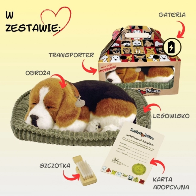 Dihajoči mladiček Beagle Perfect Petzzz