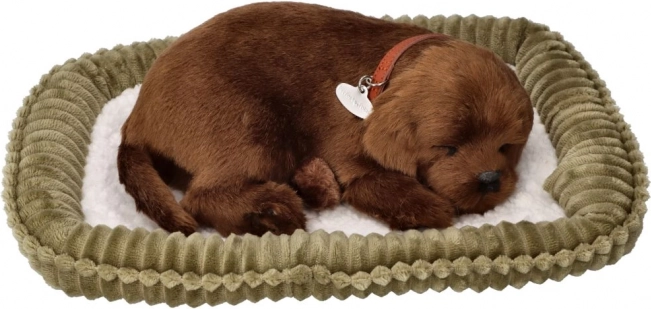 Plišasti smrčeči mladiček – čokoladni labrador na ležišču