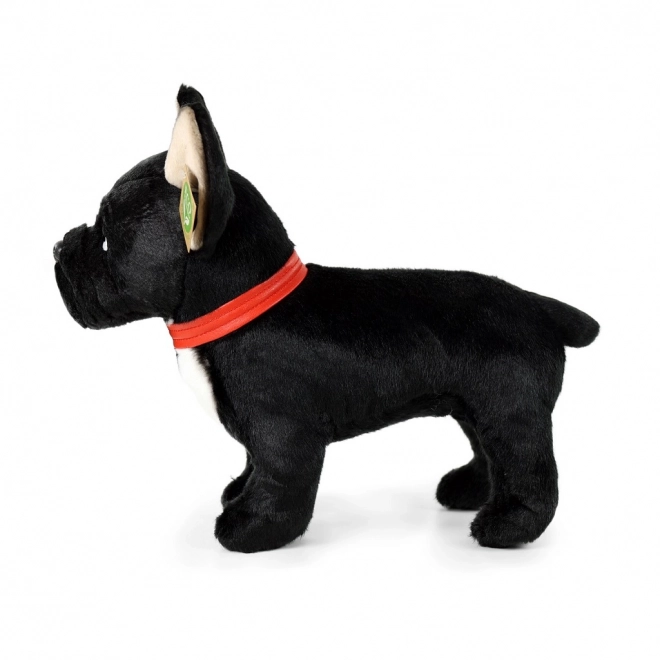 Plišasti francoski buldog črn z ovratnico stoječ 30 cm EKOLOGIČNO PRIJATELJSKO