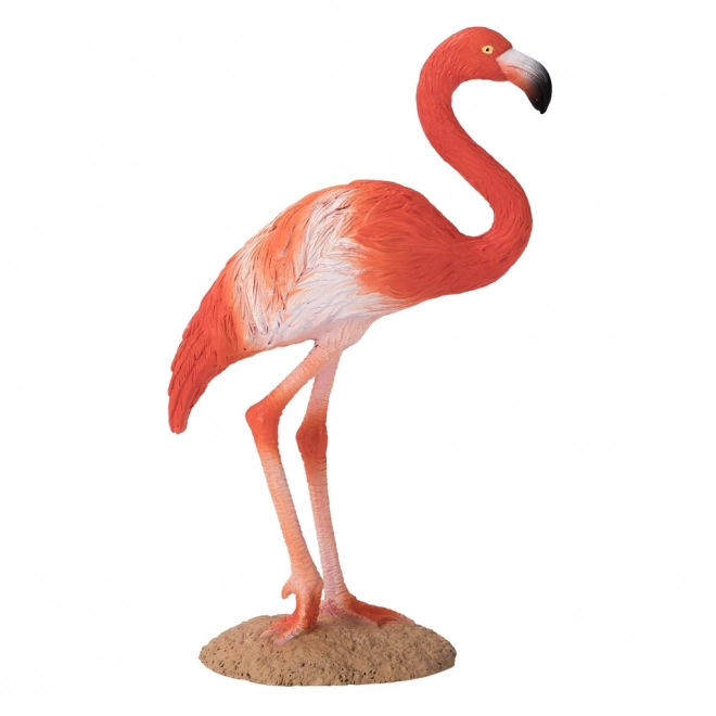Ameriški flamingo Mojo