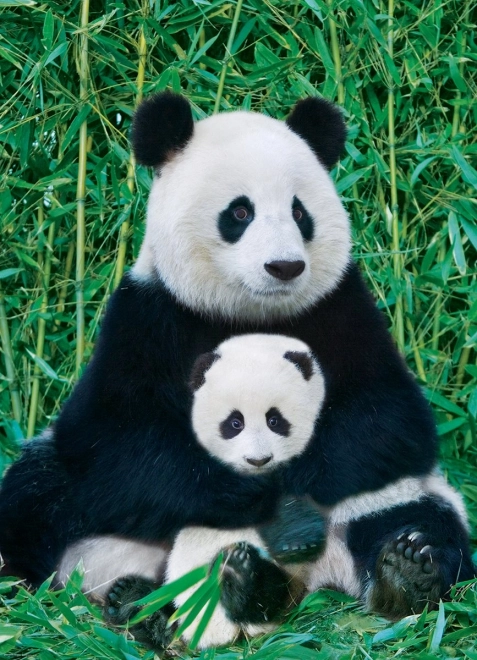 Sestavljanka Panda in mladič 1000 kosov
