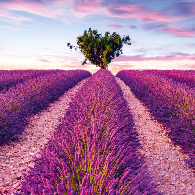 NOTIQUE Koledar za zapiske Provence 2025, dišeč, 30 x 30 cm