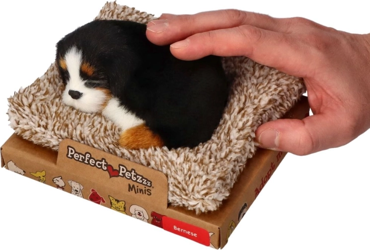 Perfect Petzzz mali bernski planšarski pes na ležišču