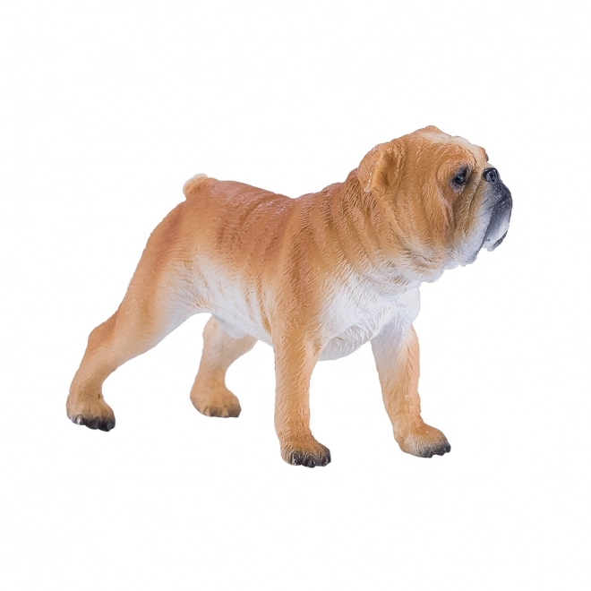 Mojo Angleški buldog