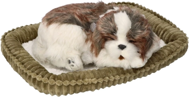 Posvoji me – dihajoči mladiček Shih Tzu