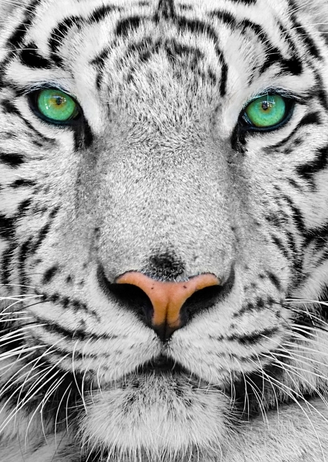 Uganka Beli sibirski tiger 1000 kosov