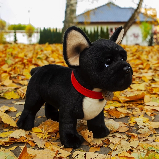 Plišasti francoski buldog črn z ovratnico stoječ 30 cm EKOLOGIČNO PRIJATELJSKO