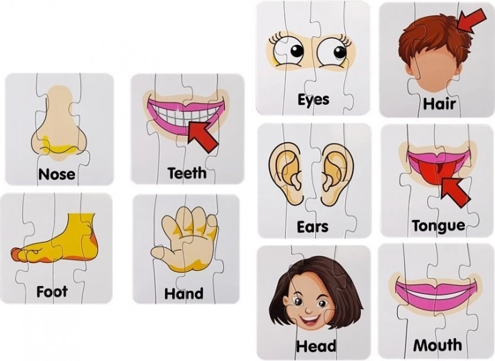 Jasne ilustracije delov telesa