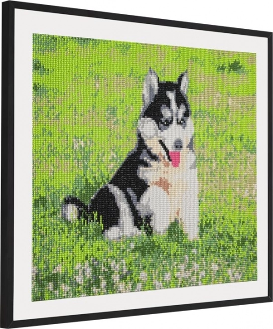 GRAFIX Diamantno slikanje Husky 40x50cm