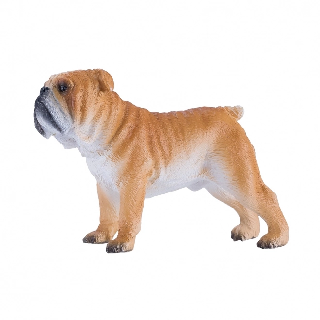 Mojo Angleški buldog