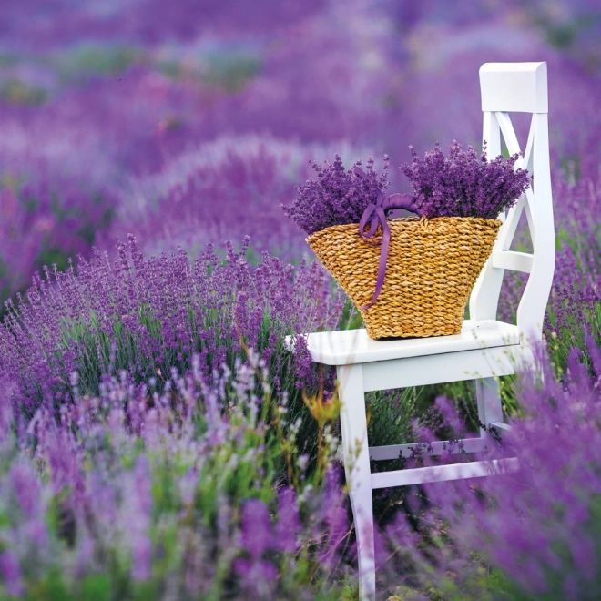 Koledar za beležke Provence 2026