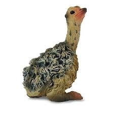 Seděče Osol Collecta