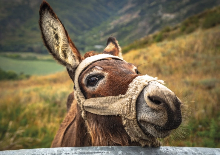 Čudovit motiv osla v gorah