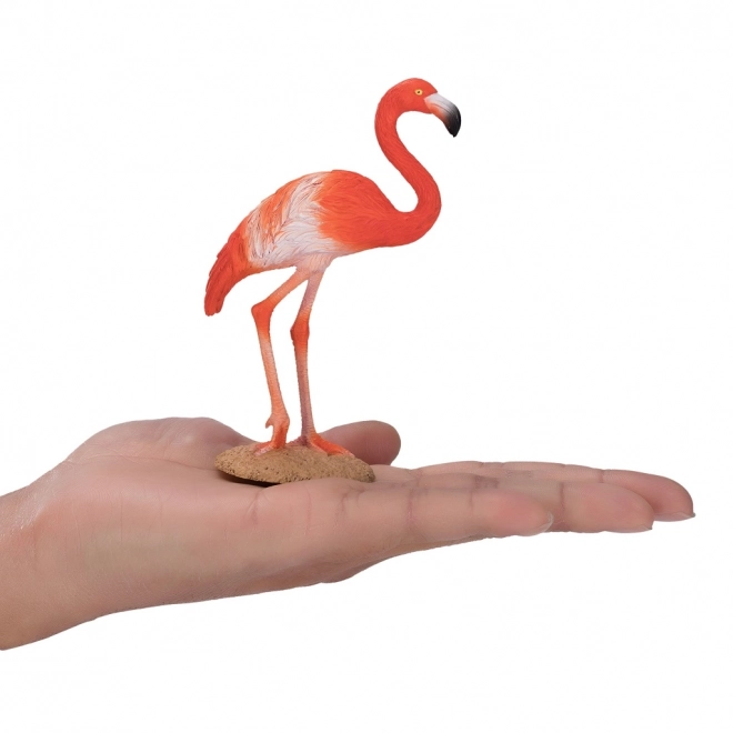 Ameriški flamingo Mojo