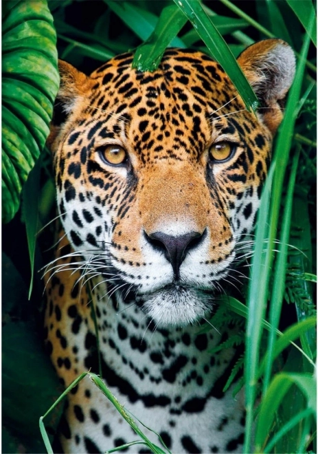 Puzzle 500 kosov Jaguar v džungli