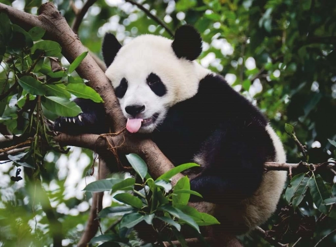 Uganka panda od Ravensburger 500 kosov