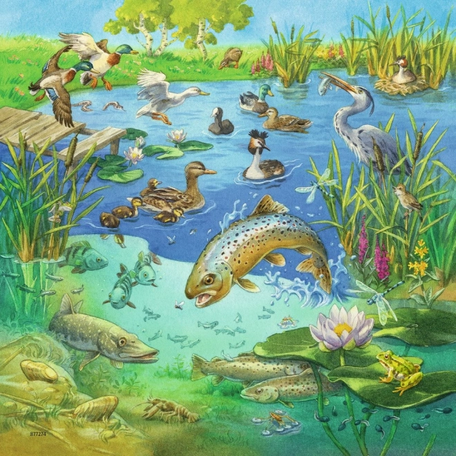 Živahna ilustracija ribnika