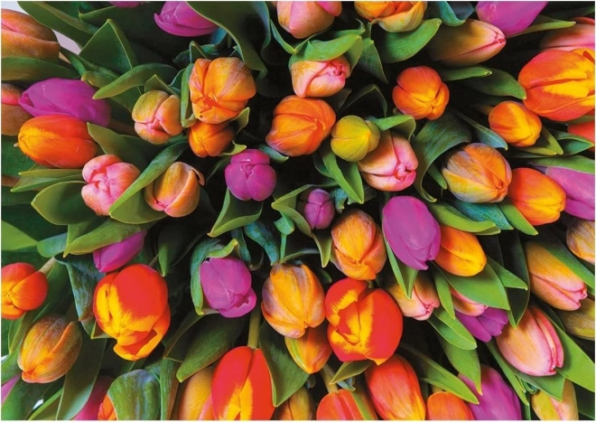 Piatnik sestavljanka Tulipani 1000 koščkov