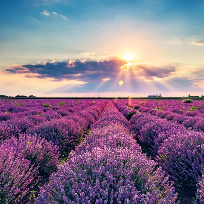 Koledar za beležke Provence 2026