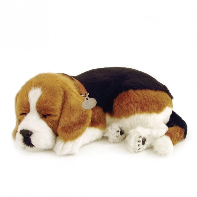 Dihajoči mladiček Beagle Perfect Petzzz