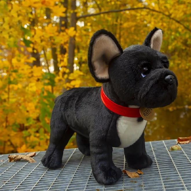 Plišasti francoski buldog črn z ovratnico stoječ 30 cm EKOLOGIČNO PRIJATELJSKO