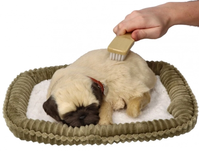Dihajoči mladiček mops Perfect Petzzz