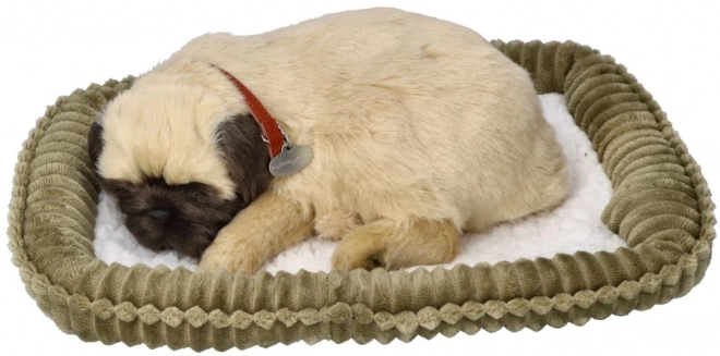 Dihajoči mladiček mops Perfect Petzzz