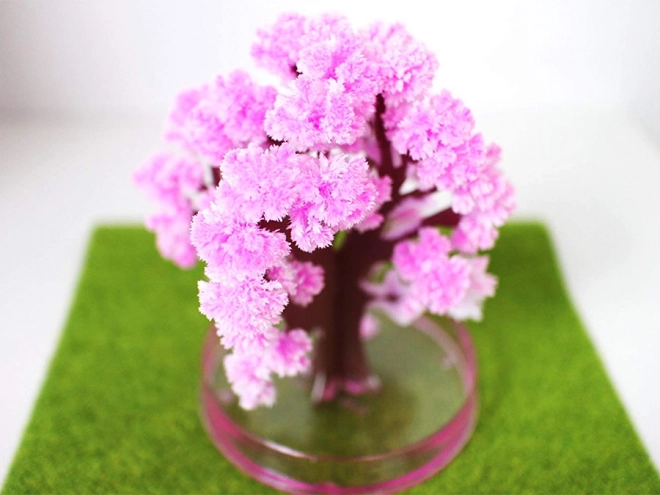 Čarobno drevo Sakura