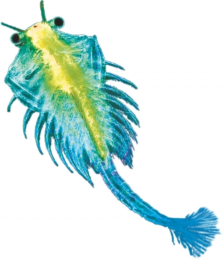 Vse v enem kompletu za lahek začetek