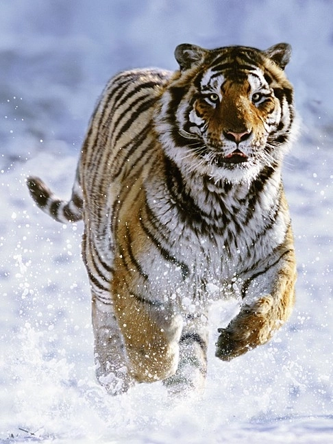 Ravensburger puzzle Tiger pozimi 500 kosov